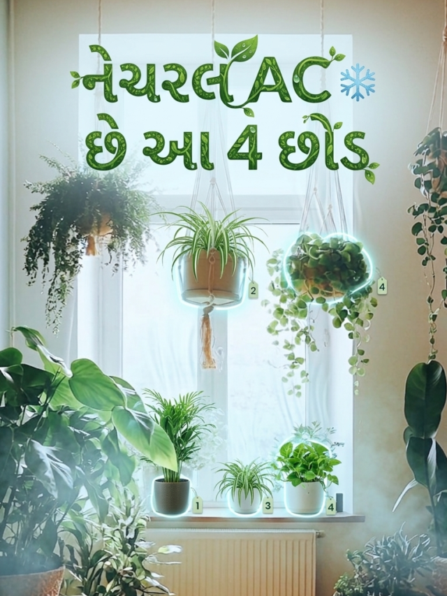 નેચરલ AC છે આ 4 છોડ