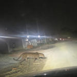 ahmedabad-claims-of-being-seen-roaming-in-jhundal-after-shela-ghuma
