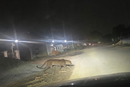 ahmedabad-claims-of-being-seen-roaming-in-jhundal-after-shela-ghuma