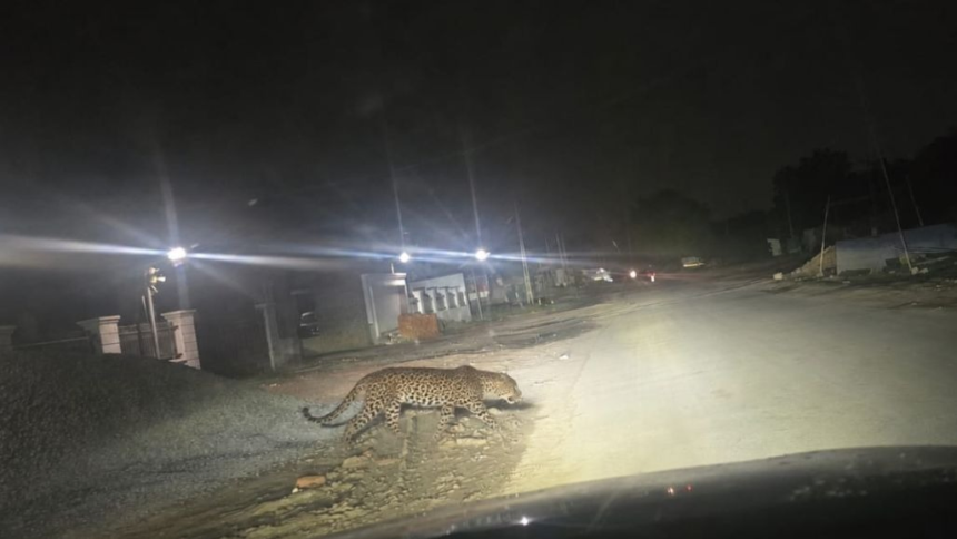 ahmedabad-claims-of-being-seen-roaming-in-jhundal-after-shela-ghuma