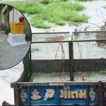 gandhinagar-news-kudasan-monkey-attack-15-people-injured-forest-department-search