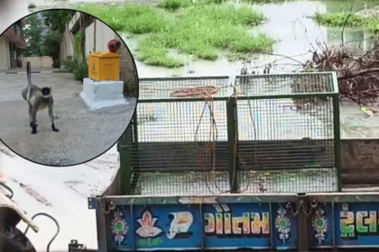 gandhinagar-news-kudasan-monkey-attack-15-people-injured-forest-department-search
