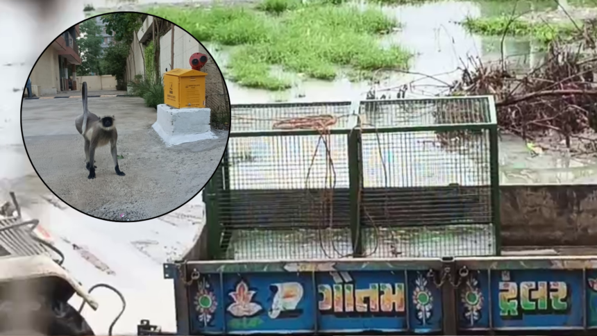 gandhinagar-news-kudasan-monkey-attack-15-people-injured-forest-department-search